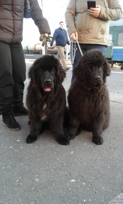 Фото: ньюфаундленд Экселент Бьюти, ньюфаундленд Брифт Стар Натина Рид