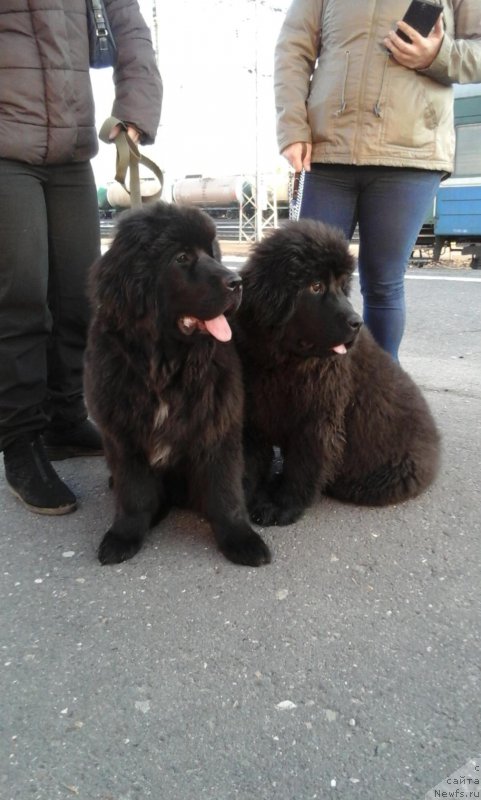 Фото: ньюфаундленд Экселент Бьюти, ньюфаундленд Брифт Стар Натина Рид