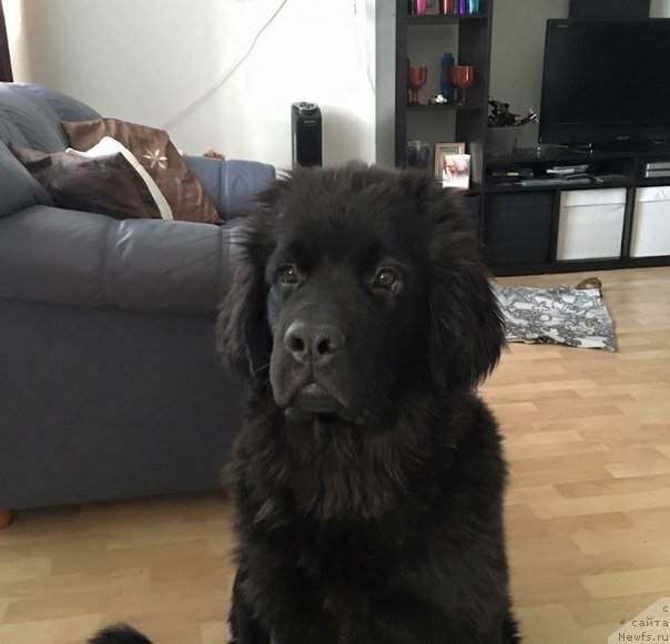 Фото: ньюфаундленд Белкондер-Клаб Барбера Ла Мадонна (Belkonder-Club Barbera La Madonna)