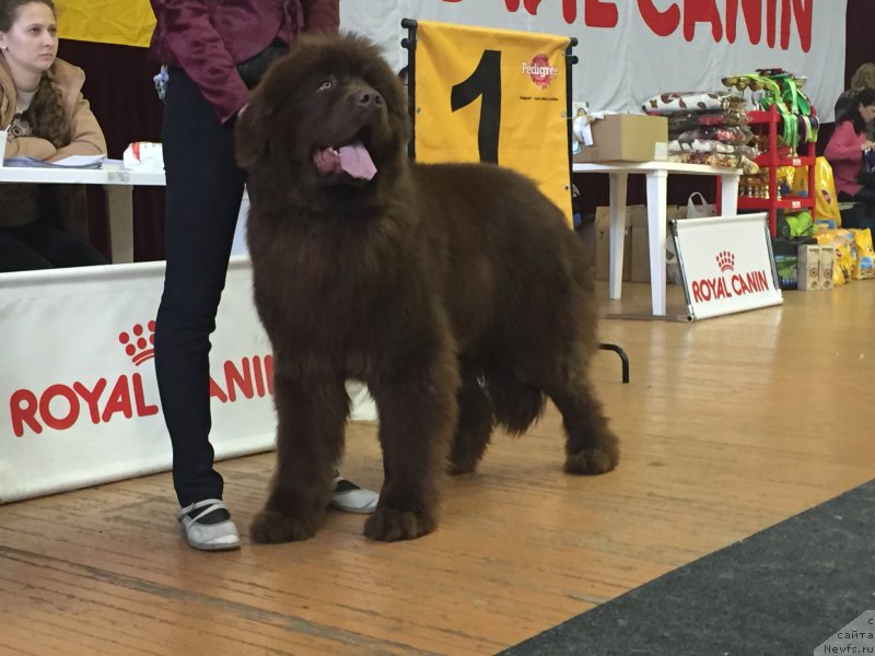 Фотография № 204385