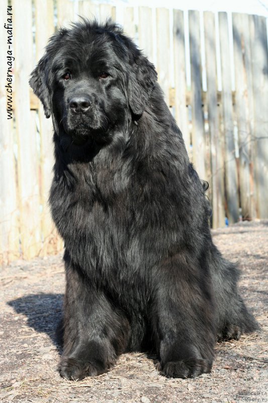 Фото: ньюфаундленд Аристократическая Штучка