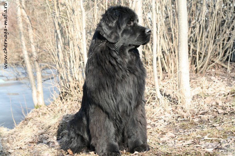 Фотография № 204394