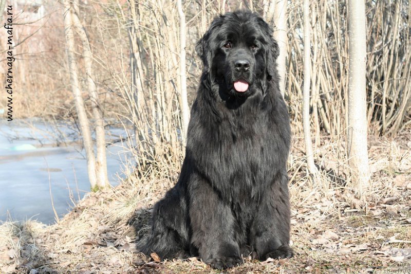 Фотография № 204396