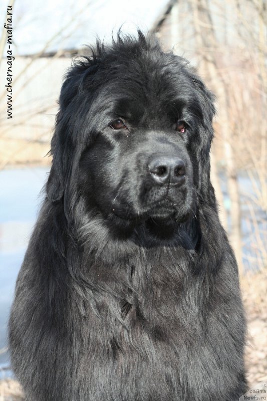 Фотография № 204397