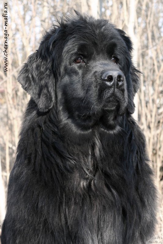 Фотография № 204399