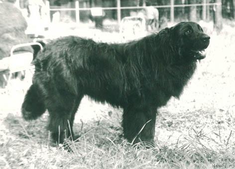 Фото: ньюфаундленд Тутиюс Урмакс