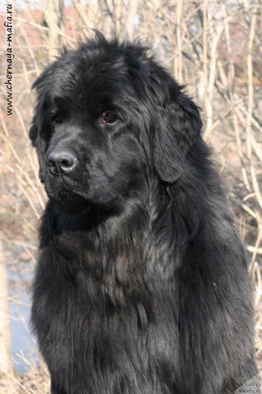 Фото: ньюфаундленд Аристократическая Штучка