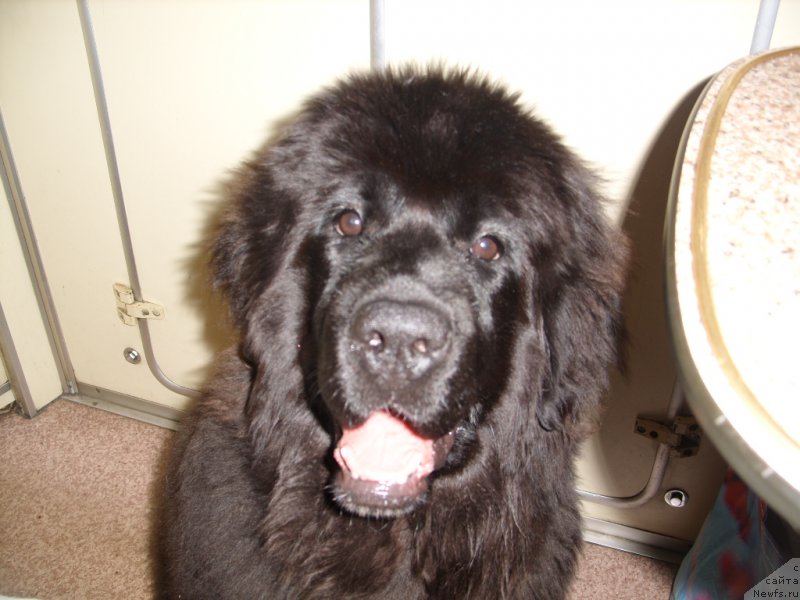 Фото: ньюфаундленд Экселент Бьюти