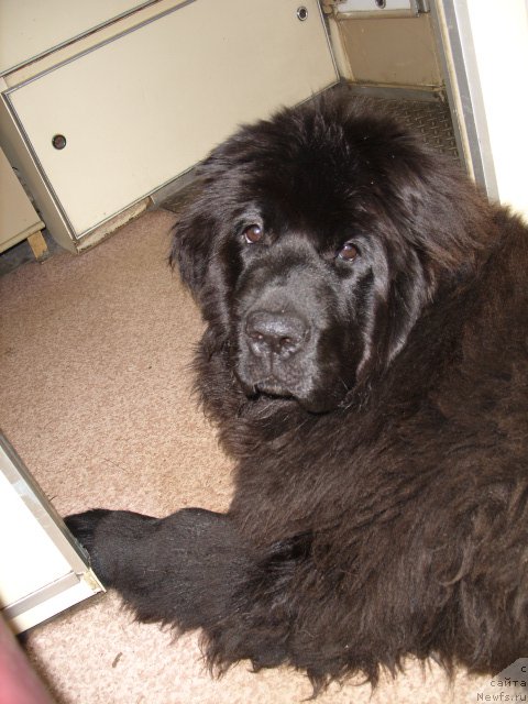 Фото: ньюфаундленд Экселент Бьюти