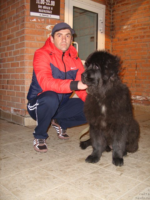 Фото: ньюфаундленд Экселент Бьюти