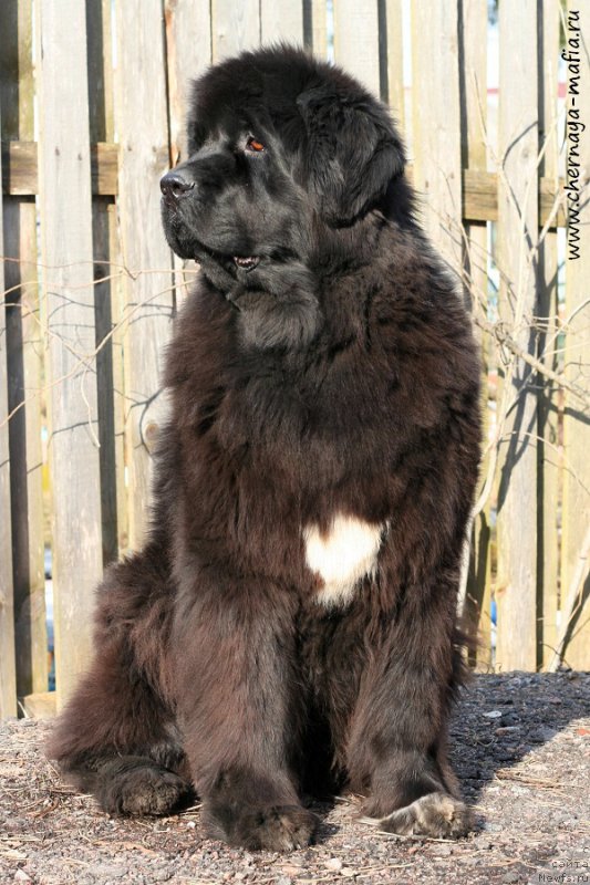 Фотография № 204413