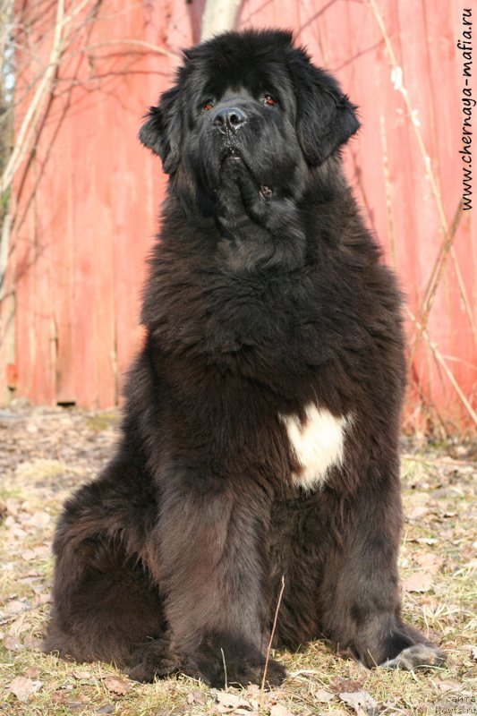 Фотография № 204414