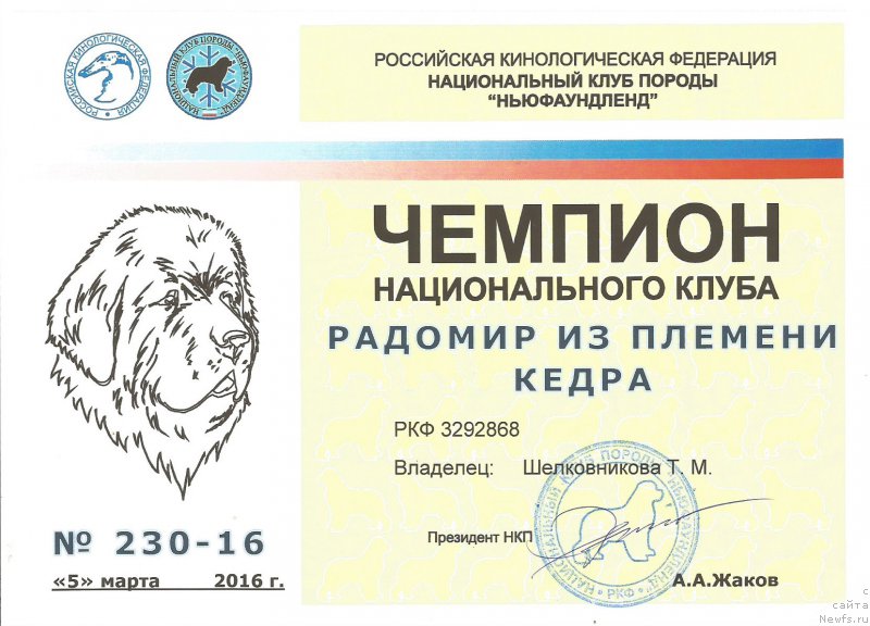 Фото: ньюфаундленд Радомир из Племени Кедра