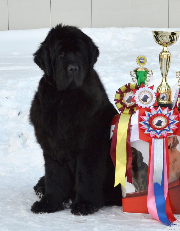 Фотография № 204417