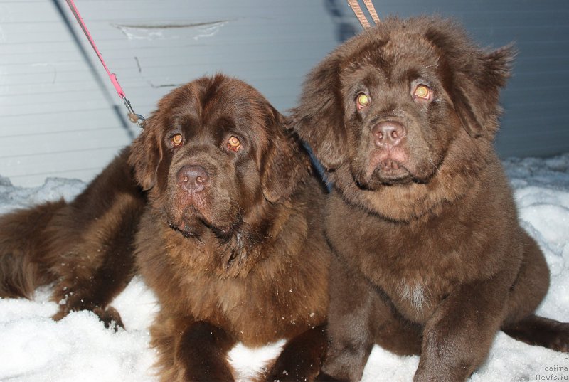 Фото: ньюфаундленд Наоми Таголири фор Браунблад (Naomi Tagoliri for Brouwnblood), ньюфаундленд Браунблад МСК Сэмми Лесс