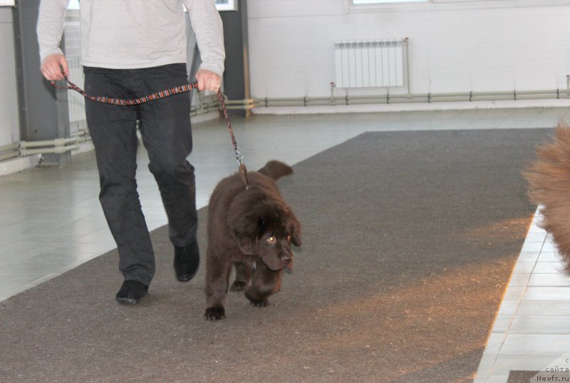 Фото: ньюфаундленд Браунблад МСК Сэмми Лесс