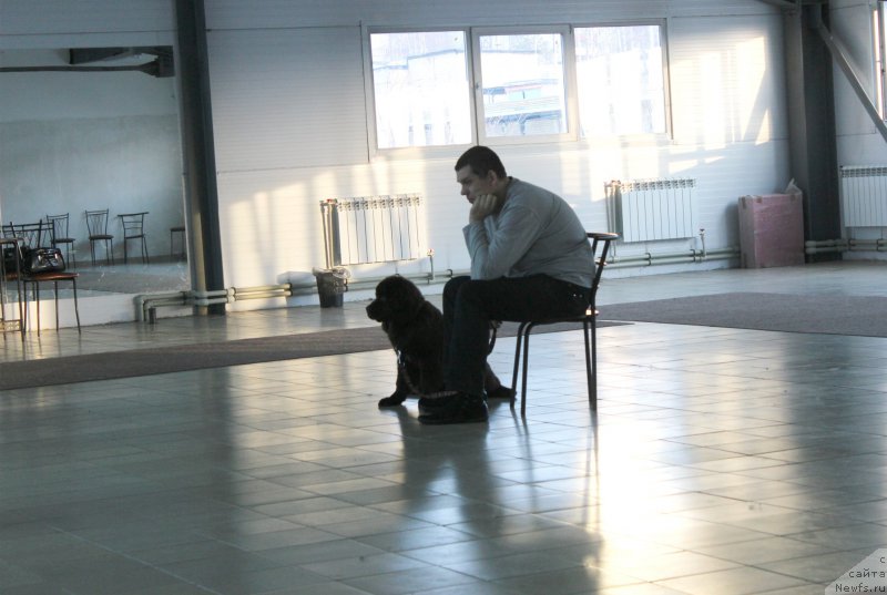 Фото: ньюфаундленд Браунблад МСК Сэмми Лесс, Александр Коротаев