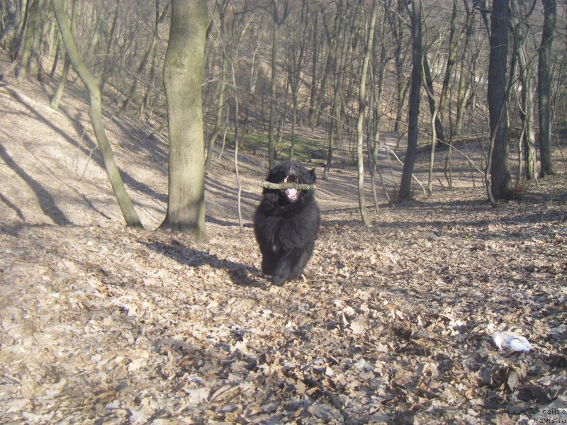 Фото: ньюфаундленд Farro Osman Super Mishka