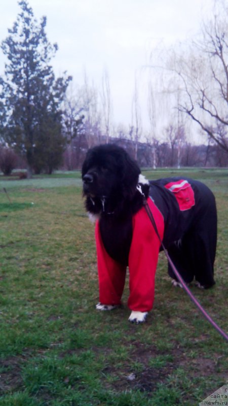 Фото: ньюфаундленд Сказочная Кроха Шампань