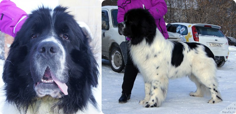 Фото: ньюфаундленд Плюшевая Панда Эвиан (Plushevaya Panda Evian)