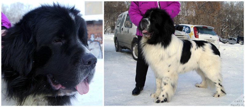 Фото: ньюфаундленд Плюшевая Панда Эвиан (Plushevaya Panda Evian)