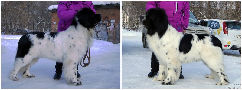 Фото: ньюфаундленд Плюшевая Панда Эвиан (Plushevaya Panda Evian)