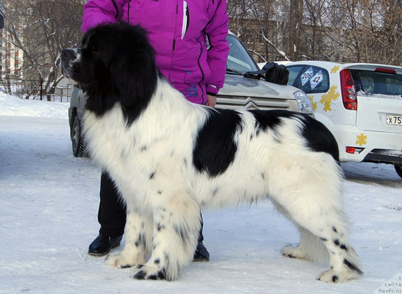 Фото: ньюфаундленд Плюшевая Панда Эвиан (Plushevaya Panda Evian)