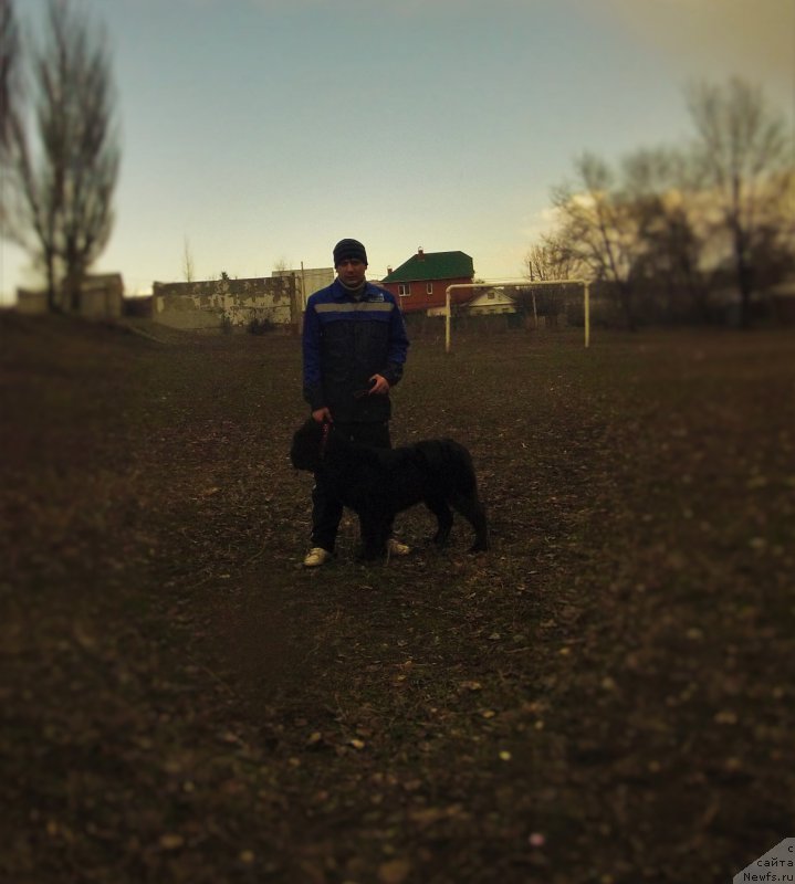 Фото: ньюфаундленд Черный Балу Зазноба Души Моей