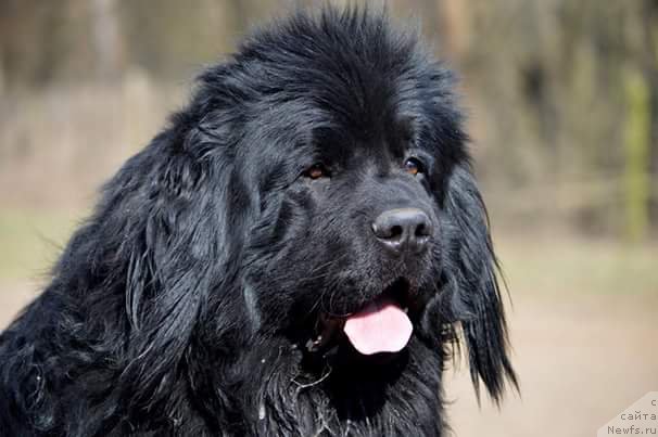 Фото: ньюфаундленд Амаретто Делла Каса Дел Орсо