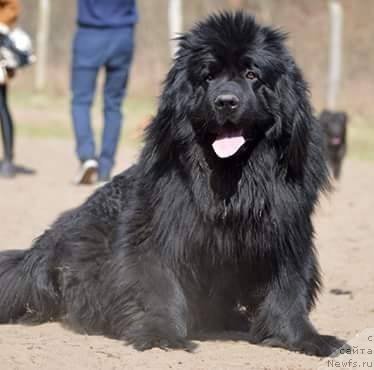 Фото: ньюфаундленд Амаретто Делла Каса Дел Орсо