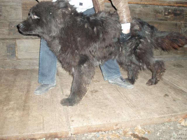 Фото: ньюфаундленд Алекс Диксон