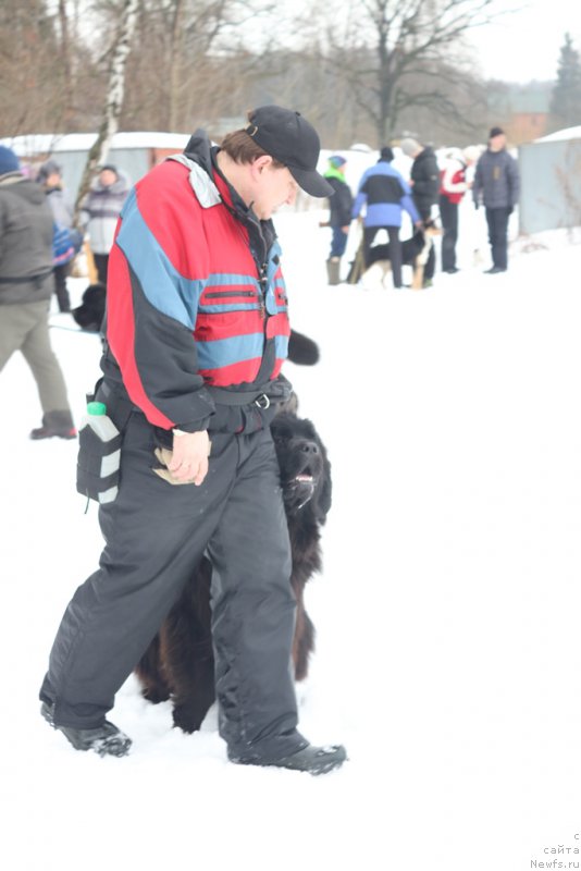 Фото: ньюфаундленд Сент Джонс Ларель Леоланда (Sent Djons Larel Leolanda)