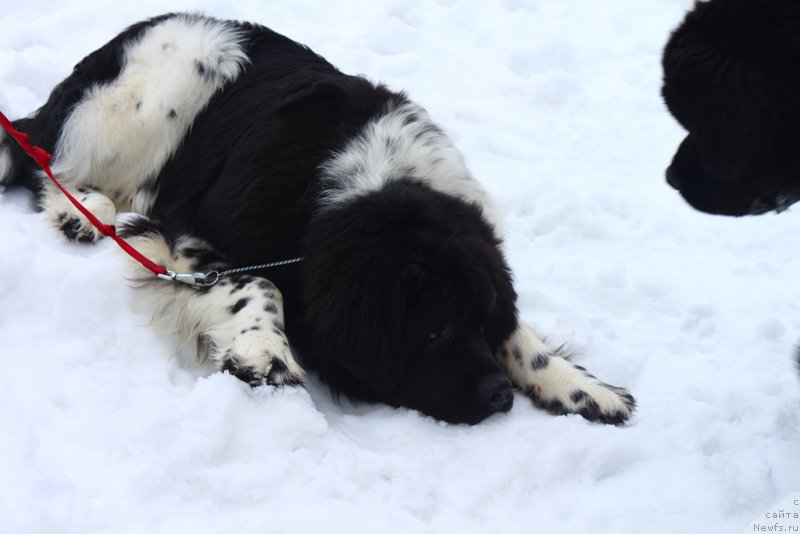 Фото: ньюфаундленд Энджелс Кипер Нибелунг (Angels Keeper Nibelung)