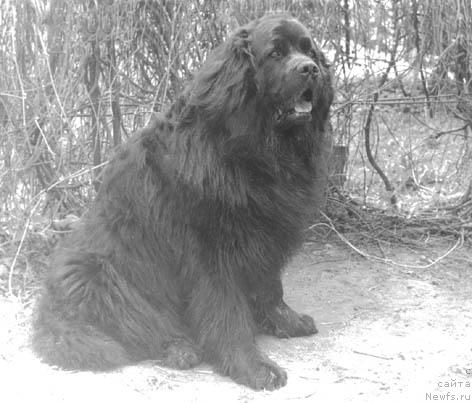 Фото: ньюфаундленд Флоко Танго