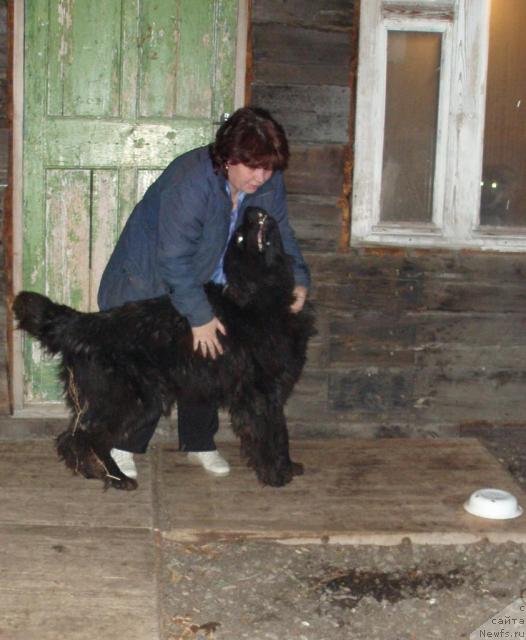 Фото: ньюфаундленд Алекс Диксон