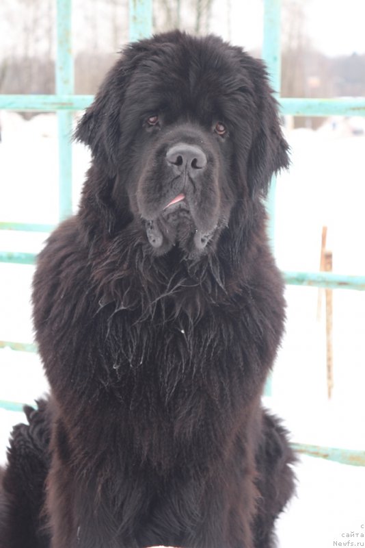 Фото: ньюфаундленд Егор с Берега Дона (Egor s Berega Dona)