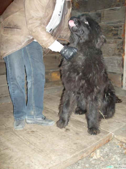 Фото: ньюфаундленд Алекс Диксон