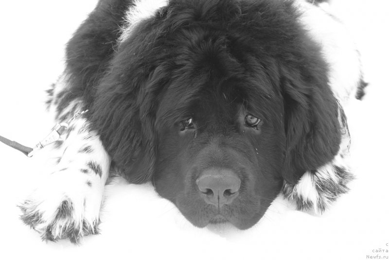 Фотография № 204512