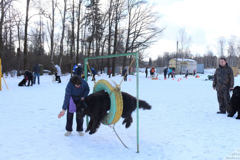 Фото: ньюфаундленд Ангел Хранитель Граффидд (Angel Khranitel Gruffidd)
