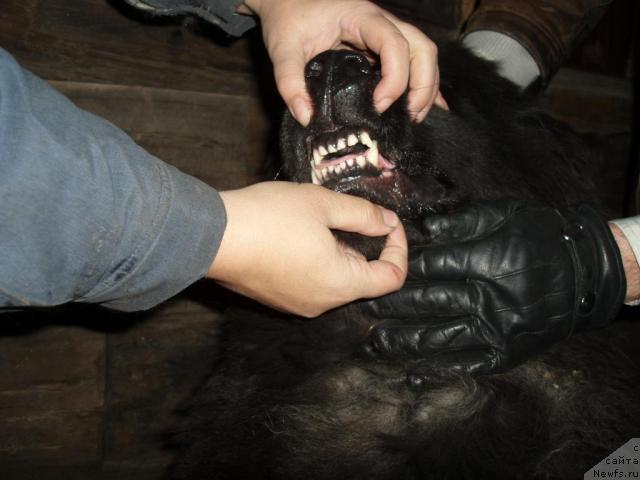 Фото: ньюфаундленд Алекс Диксон