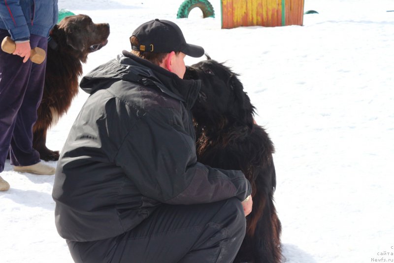 Фото: ньюфаундленд Сент Джонс Ларель Леоланда (Sent Djons Larel Leolanda), Леонид