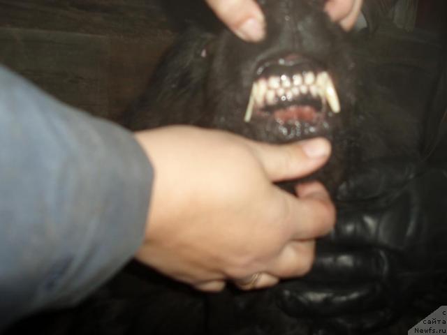 Фото: ньюфаундленд Алекс Диксон