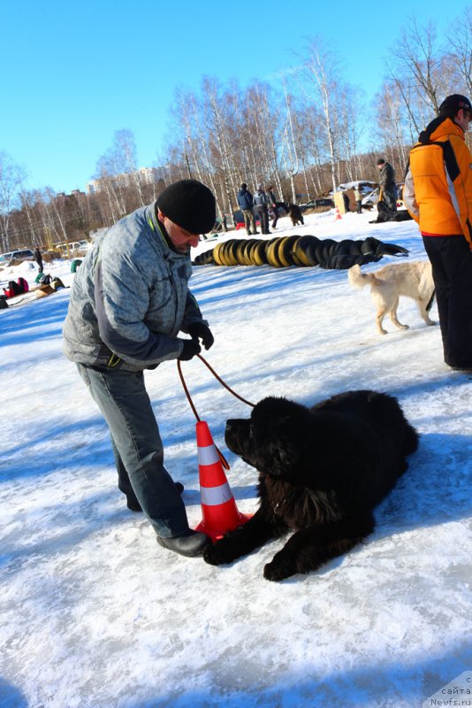 Фото: ньюфаундленд Ермак с Берега Дона (Ermak s Berega Dona)