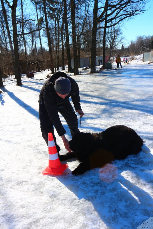 Фото: ньюфаундленд Егор с Берега Дона (Egor s Berega Dona)