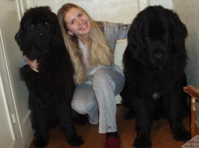 Фото: ньюфаундленд Алекс Диксон, Александра Канунникова, ньюфаундленд Маг Исполин Копперфильд