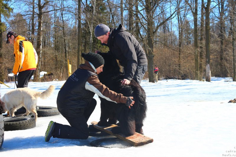 Фото: Александра Фетисова, ньюфаундленд Егор с Берега Дона (Egor s Berega Dona)