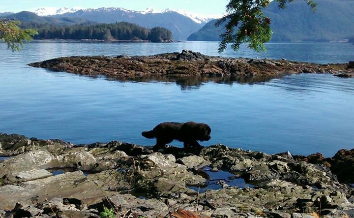 Фото: ньюфаундленд Черная Мафия Ангел Амонг Ус (Chernaya Mafia Аngel Among Us)