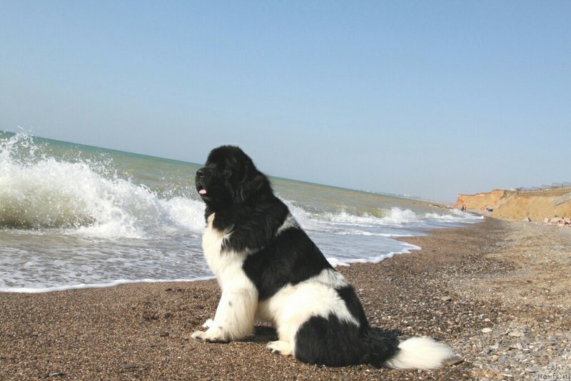 Фото: http://potehina.www.newfs.info/base/11331/