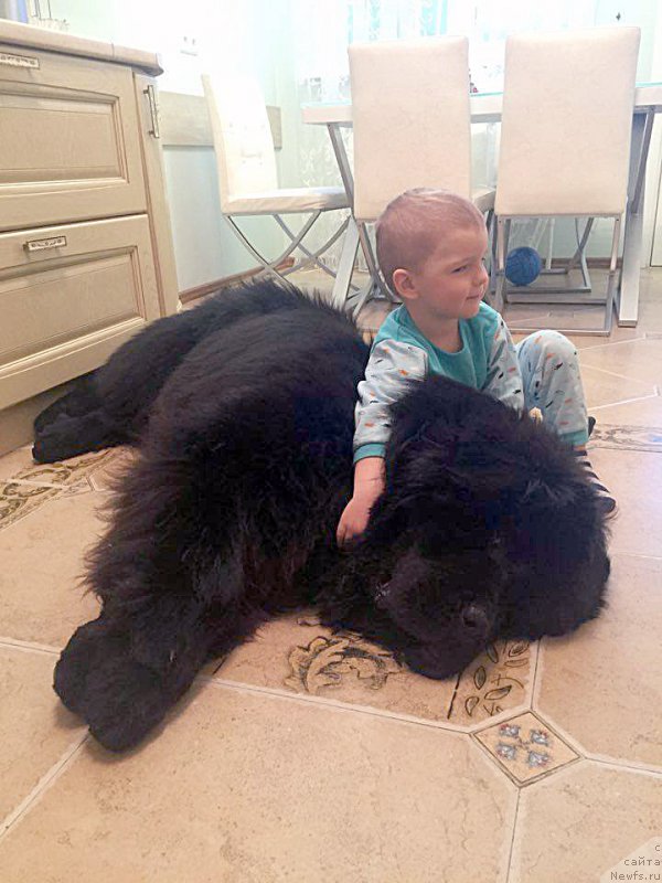 Фото: ньюфаундленд Бегущая по Волнам Чек Пойнт