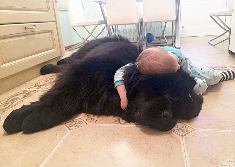 Фото: ньюфаундленд Бегущая по Волнам Чек Пойнт